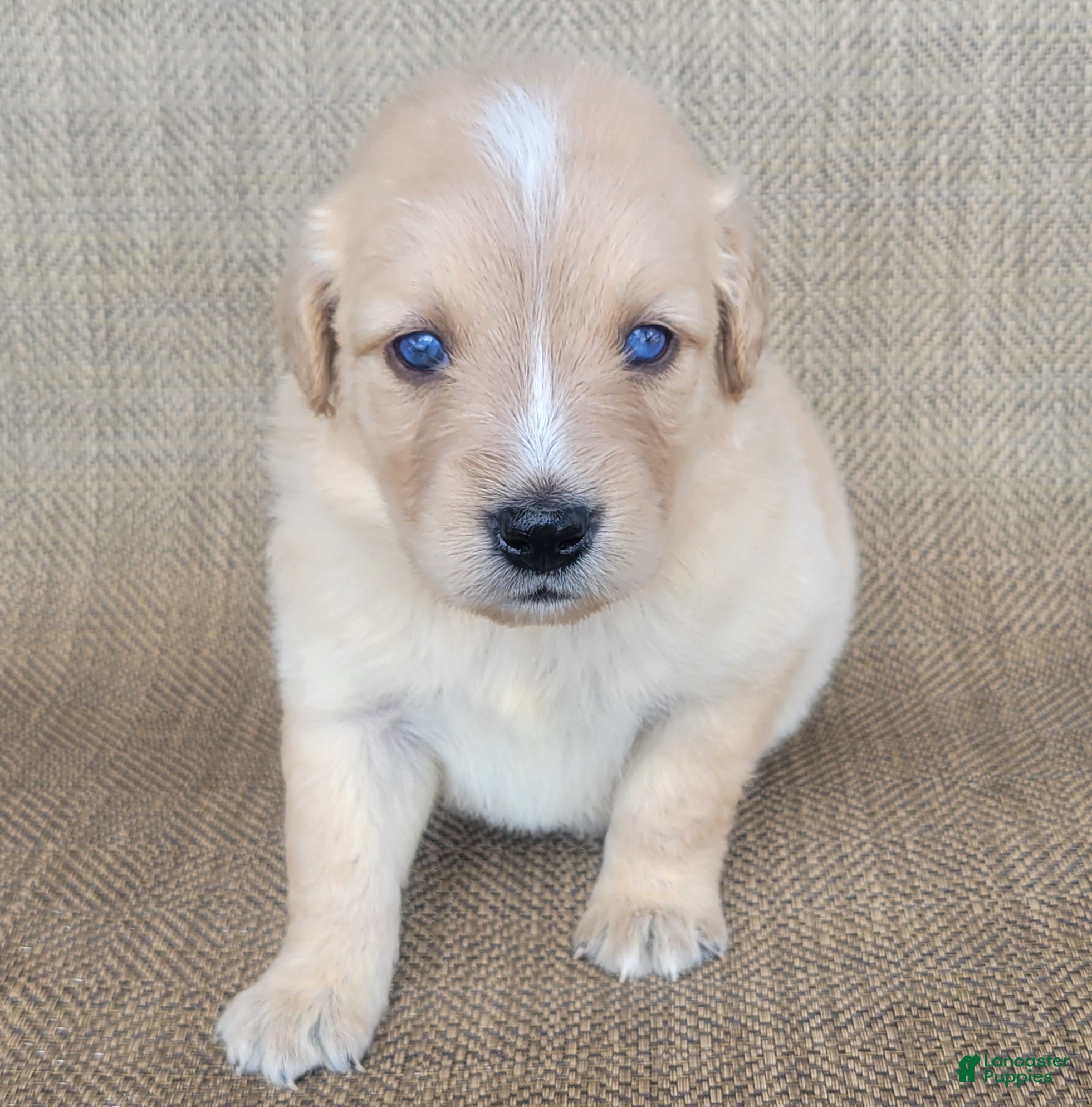 Australian Shepherd dogs Waffles - Ad 2