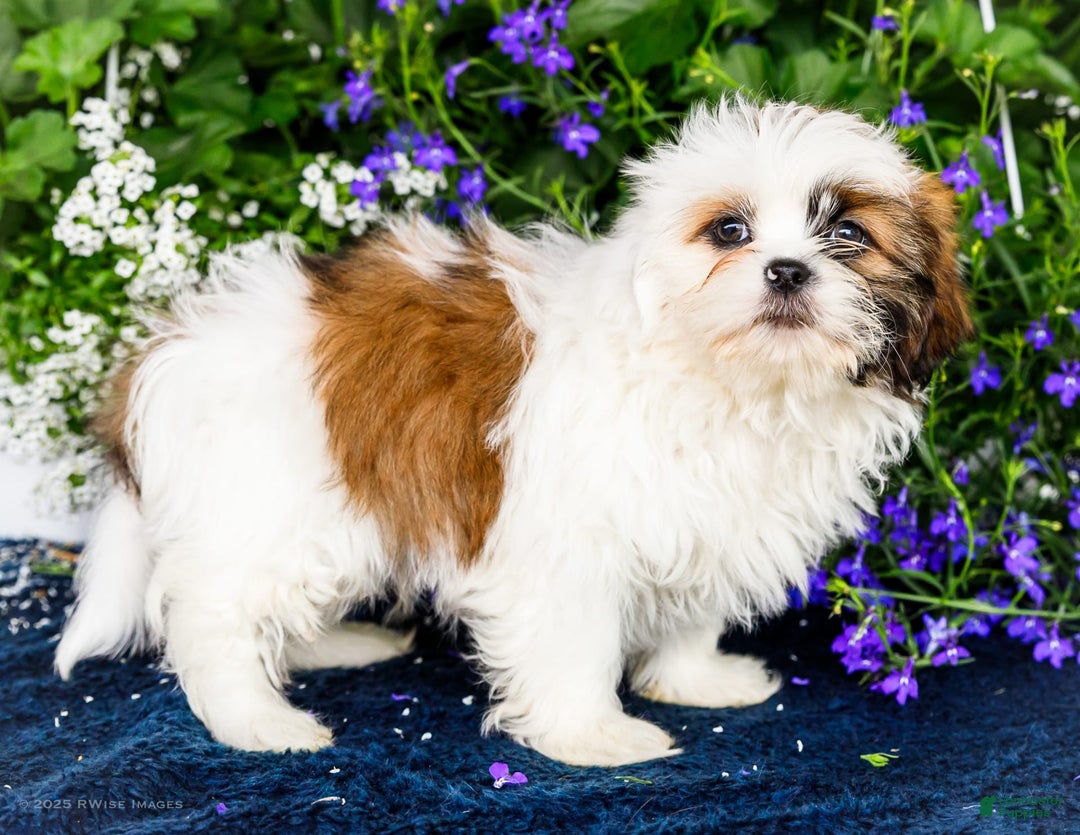 Shih Tzu dogs for sale: Jude - Ad 30