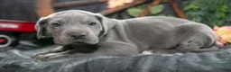 Great Dane dogs for sale: Hank - Ad 3