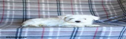 Maltese dogs for sale: Scotty - Ad 3
