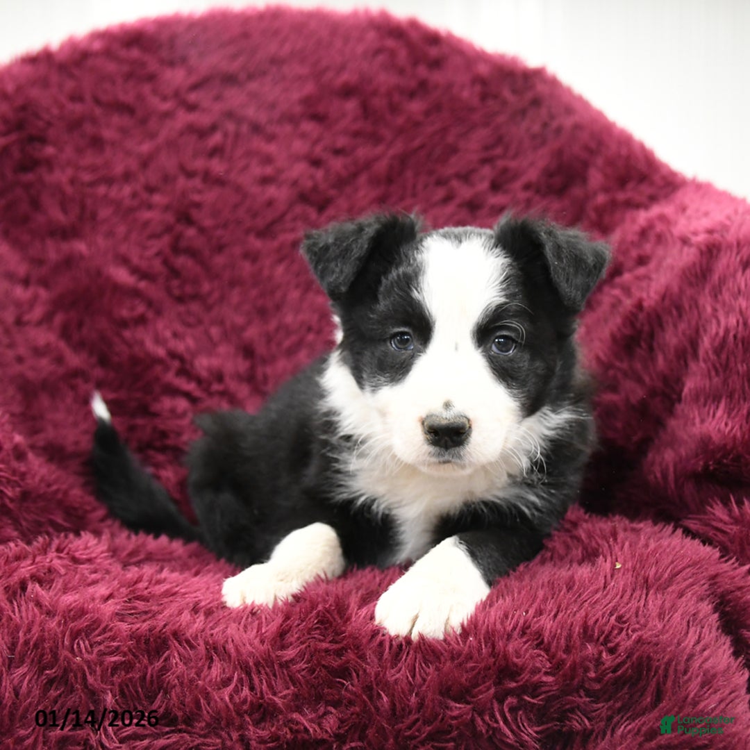 Border Collie dogs for sale: Douglas - Ad 3