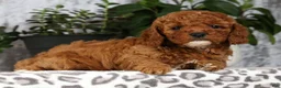Cavapoo dogs for sale: Cassie - Ad 4