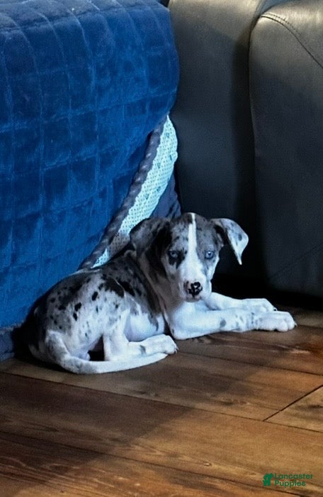 Great Dane dogs Luna - Ad 4