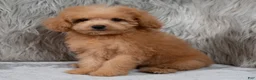 Mini Goldendoodle dogs for sale: Lily ID: 3854 - Ad 12