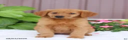 Golden Retriever dogs for sale: Tina - Ad 4