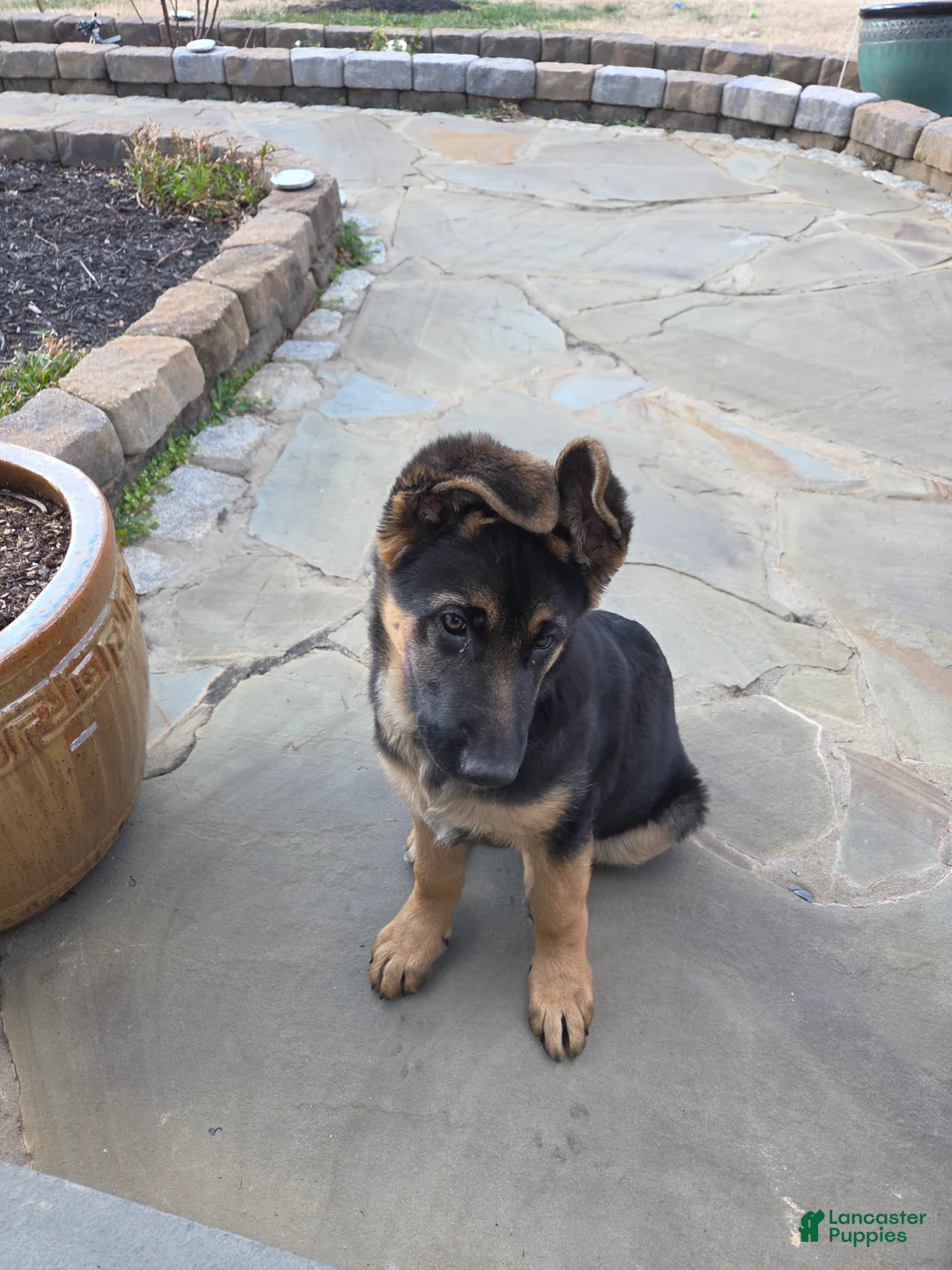 German Shepherd dogs for sale: German Shepherd Puppy 1 - Ad 6