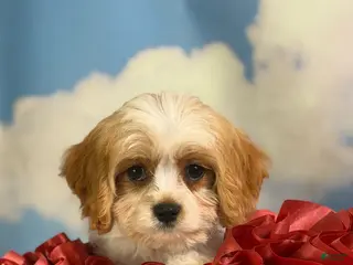 Cavapoo dogs for sale: Chive - Ad 1
