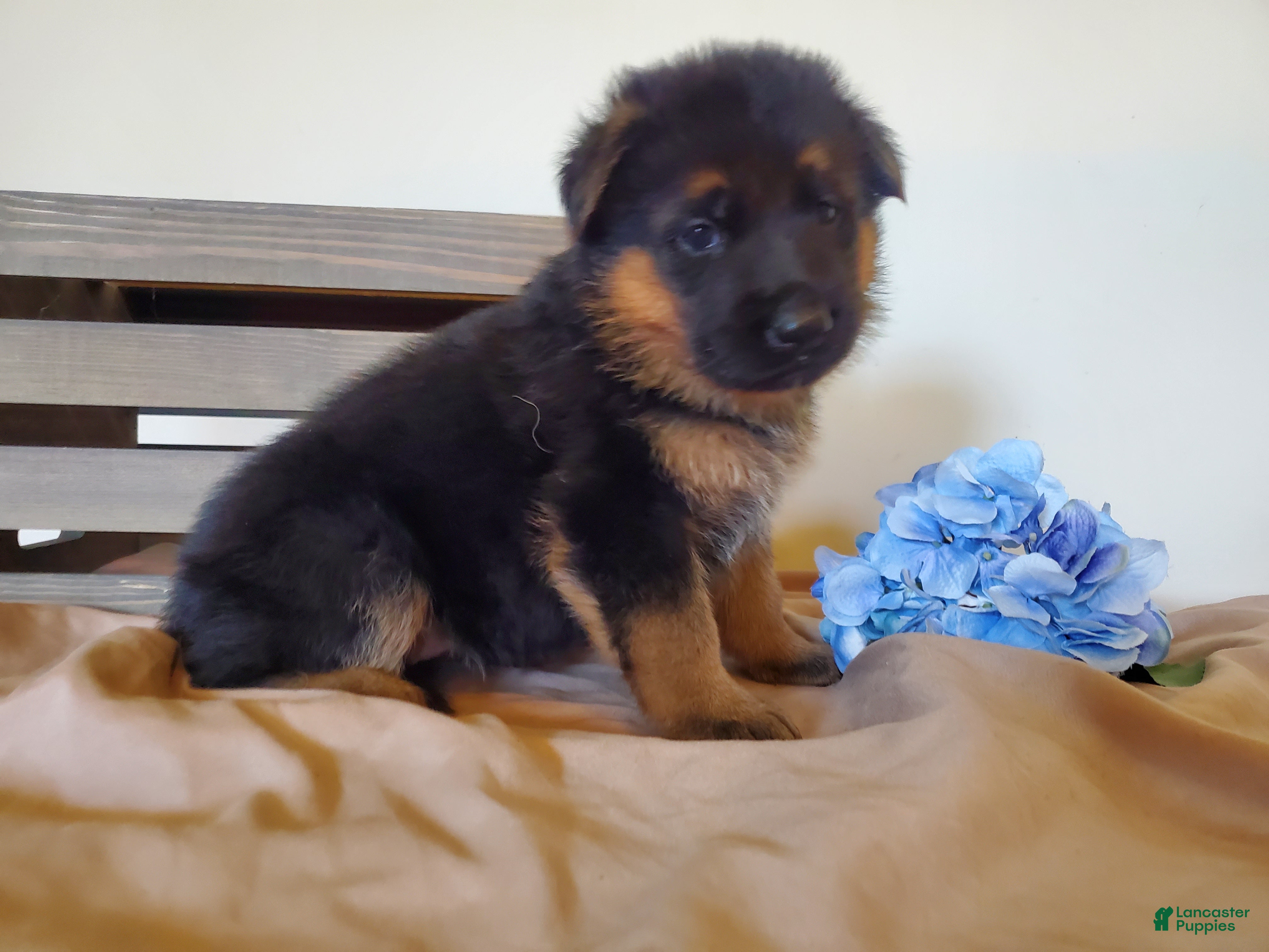 German Shepherd dogs Ginger - Ad 1