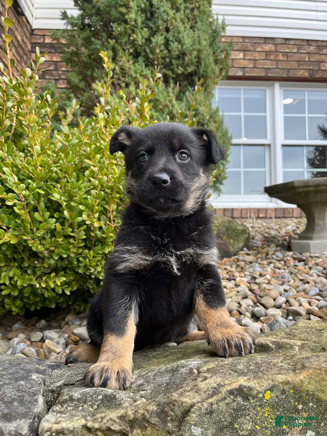 German Shepherd dogs for sale: Juno - Ad 5