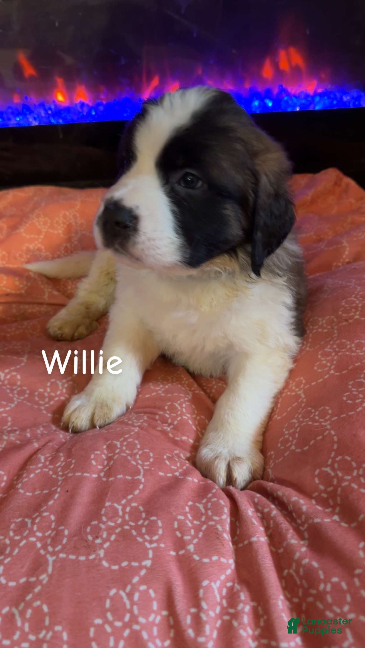 Saint Bernard dogs Willie - Ad 2