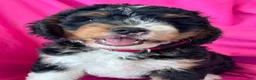 Mini Bernedoodle dogs for sale: RUSTY - Ad 1