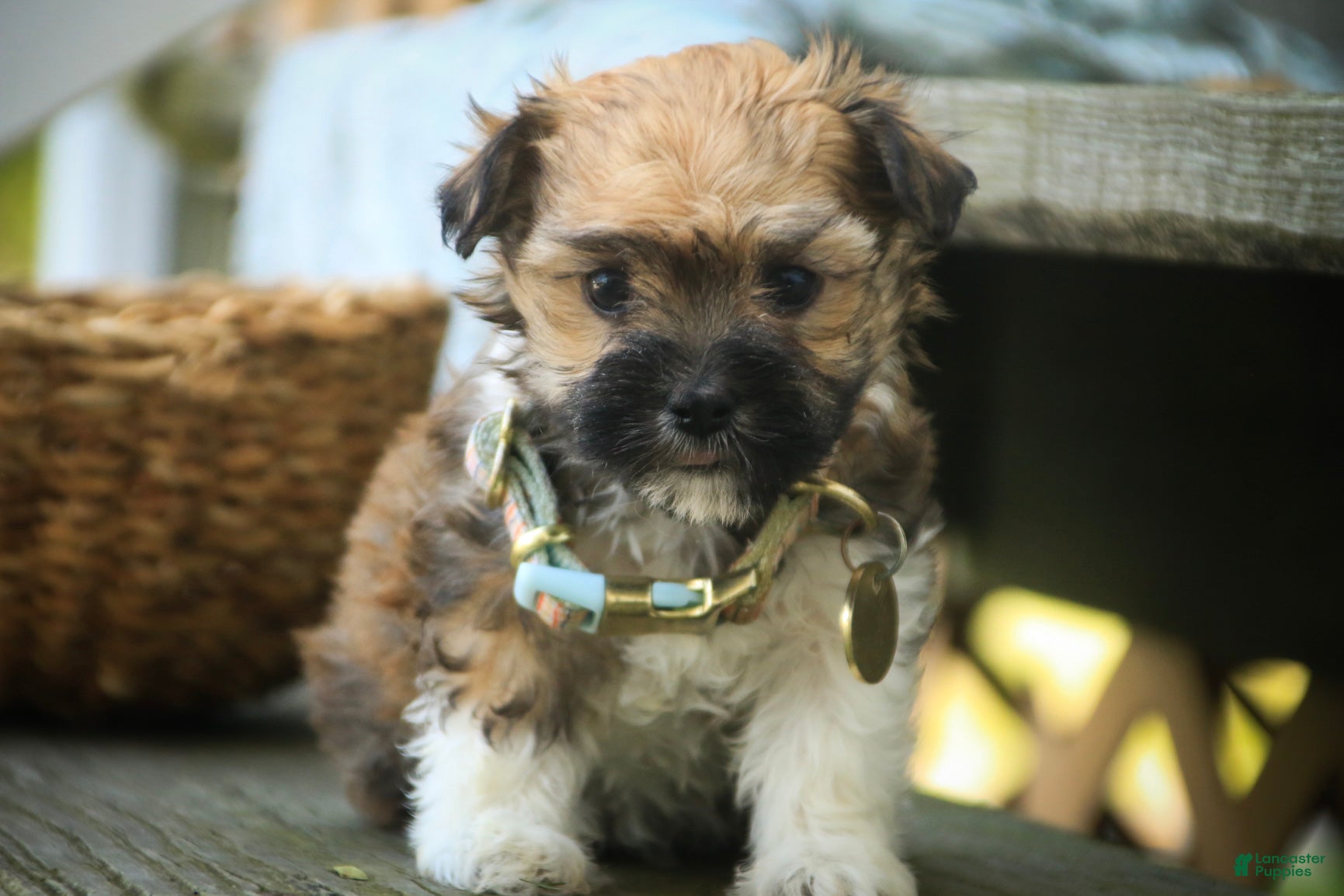 Havanese dogs Athena Havanese  - Ad 2
