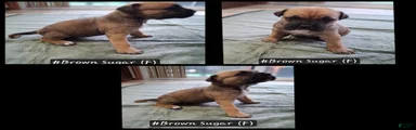 Cane Corso 4