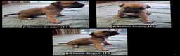 Cane Corso dogs for sale: Cane Corso 4 - Ad 1