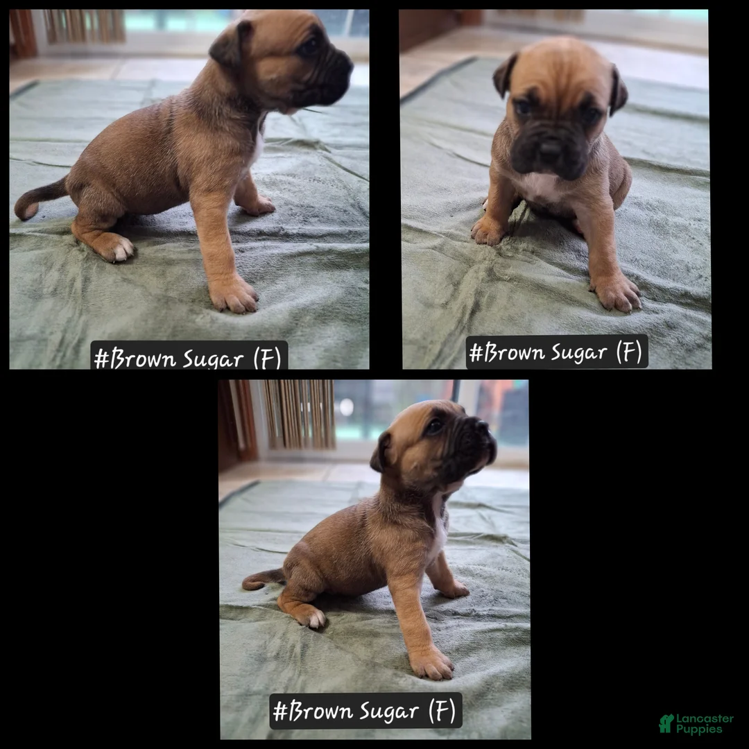 Cane Corso dogs for sale: Cane Corso 4 - Ad 1