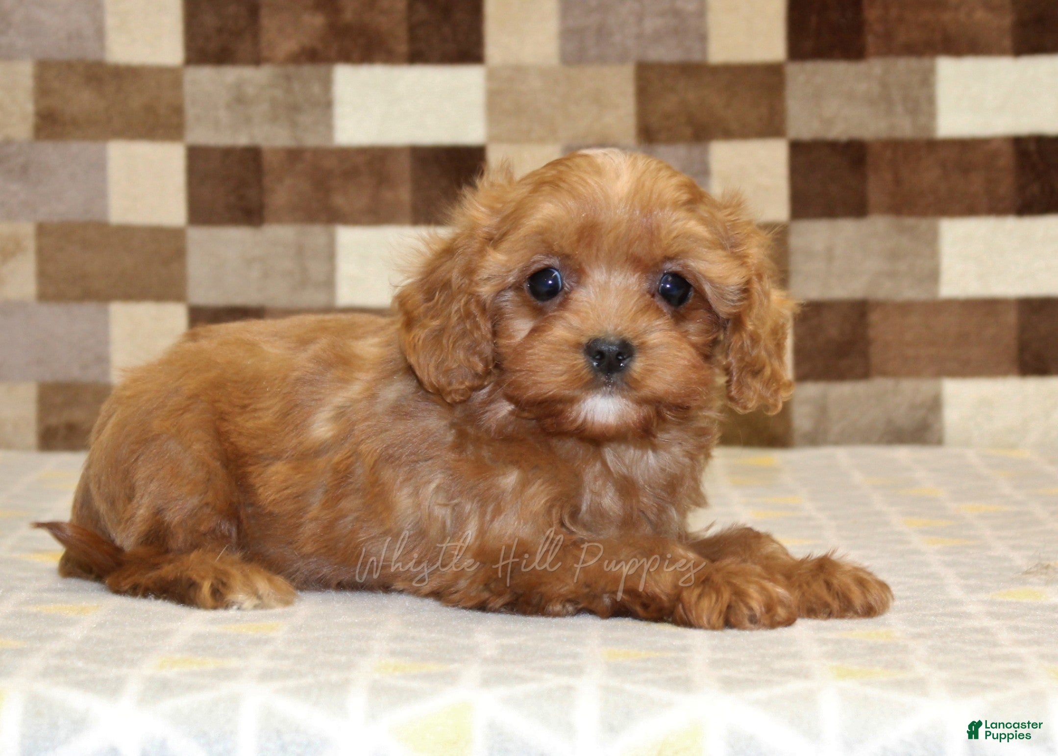 Cavapoo dogs Ivan - Ad 2
