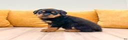 Rottweiler dogs for sale: Reed - Ad 3