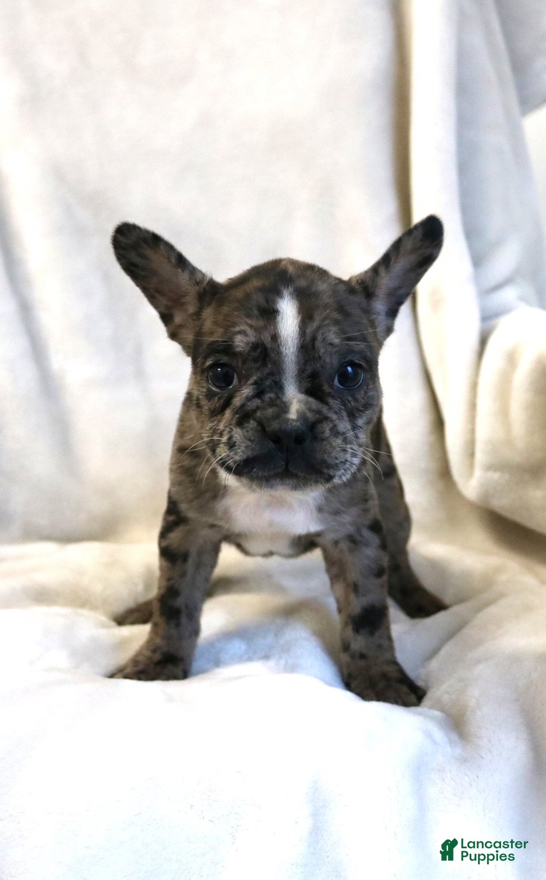 Frenchton dogs for sale: Cassie - Ad 6
