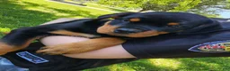 Rottweiler dogs for sale: Scarlett - Ad 16