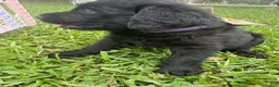 Labradoodle dogs for sale: Millie - Ad 4