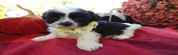 Shih Tzu dogs for sale: Shih Tzu 3 Leon - Ad 1