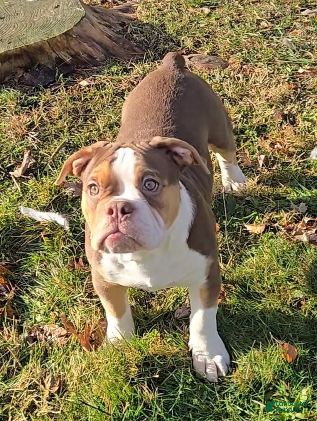 Olde English Bulldogge dogs for sale: Porkchop - Ad 2