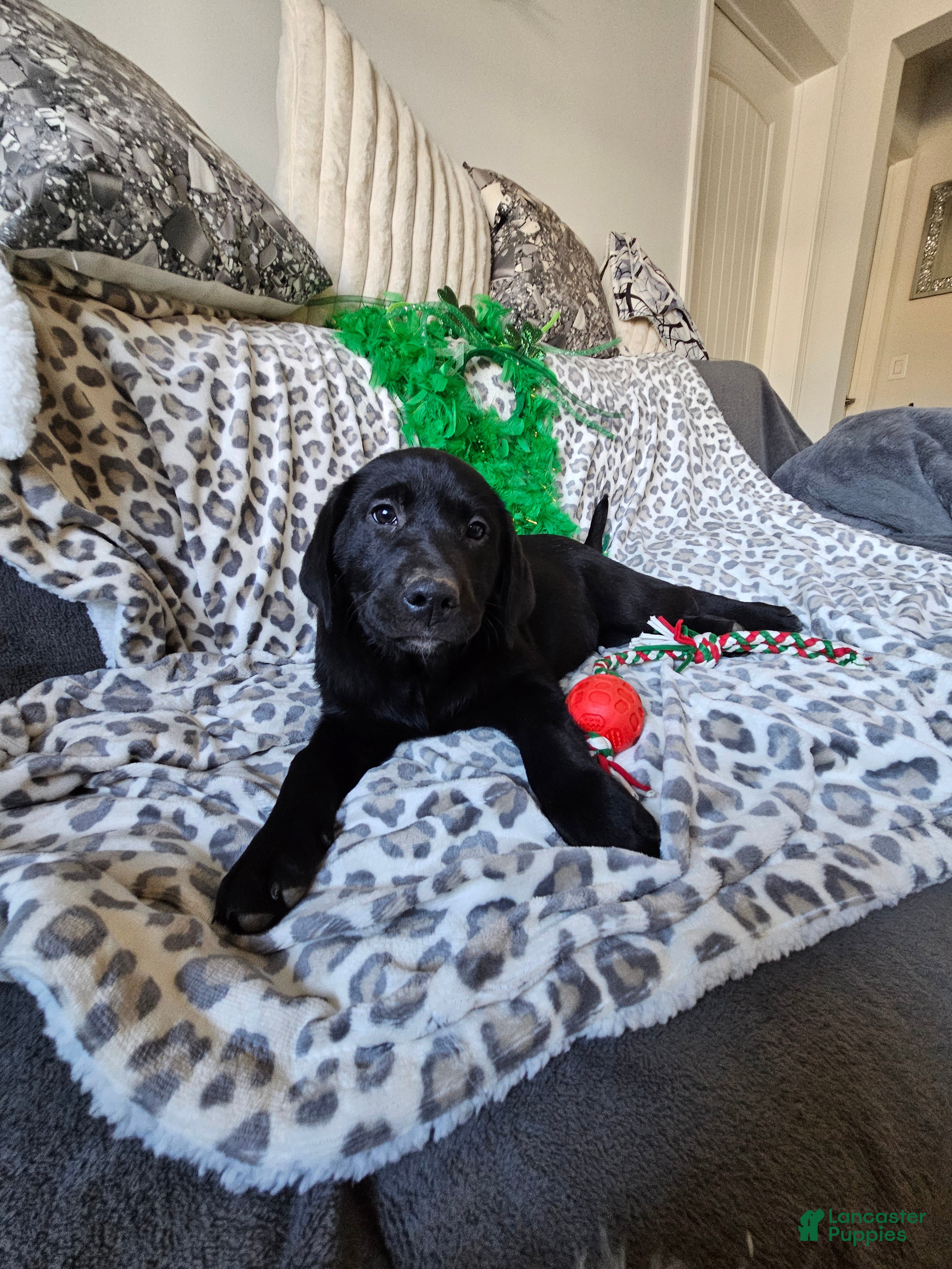 Labrador Retriever dogs Labrador Retriever Puppy 6 - Ad 2