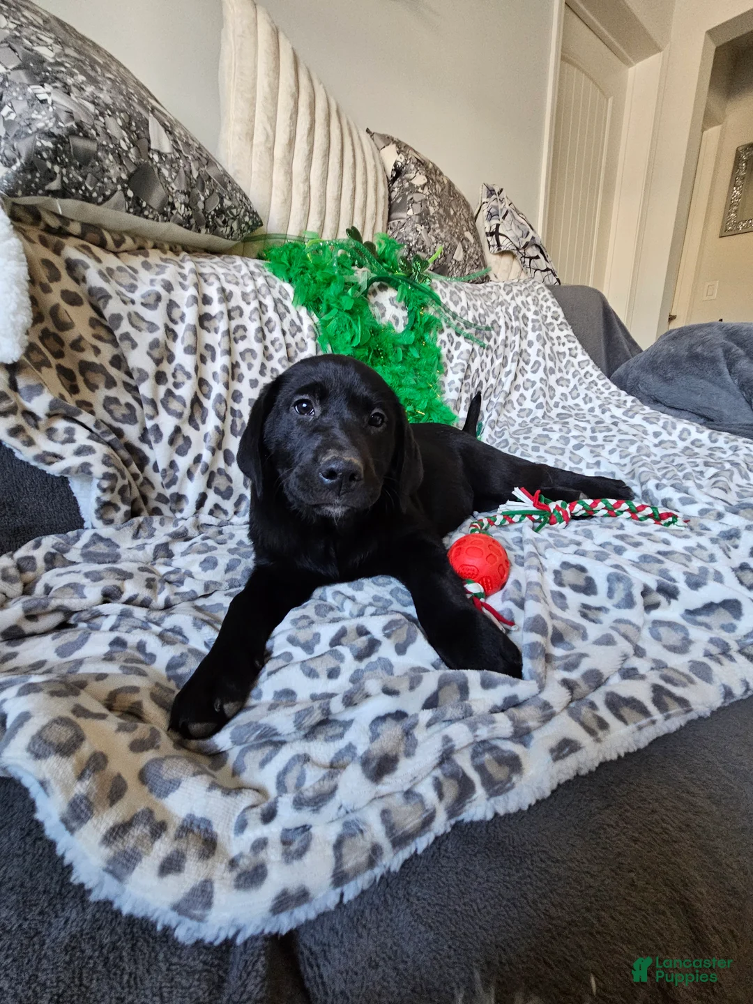 Labrador Retriever dogs for sale: Labrador Retriever Puppy 6 - Ad 2