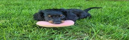 Miniature Dachshund dogs for sale: Vander - Ad 11