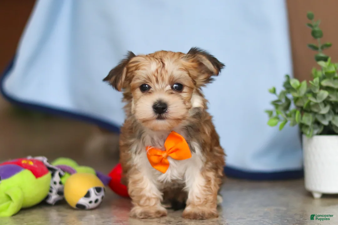 Morkie dogs for sale: Timmy - Ad 2