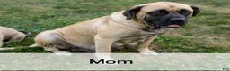 English Mastiff dogs for sale: Alexus - Ad 6
