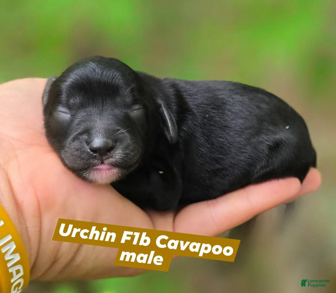 Cavapoo dogs for sale: Urchin - Ad 1