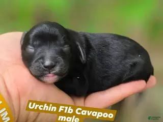 Cavapoo dogs Urchin - Ad 19