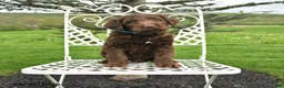 Labradoodle dogs for sale: Grant - Ad 1