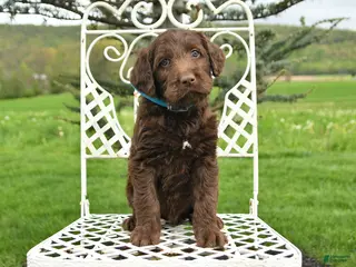 Labradoodle dogs for sale: Grant - Ad 3