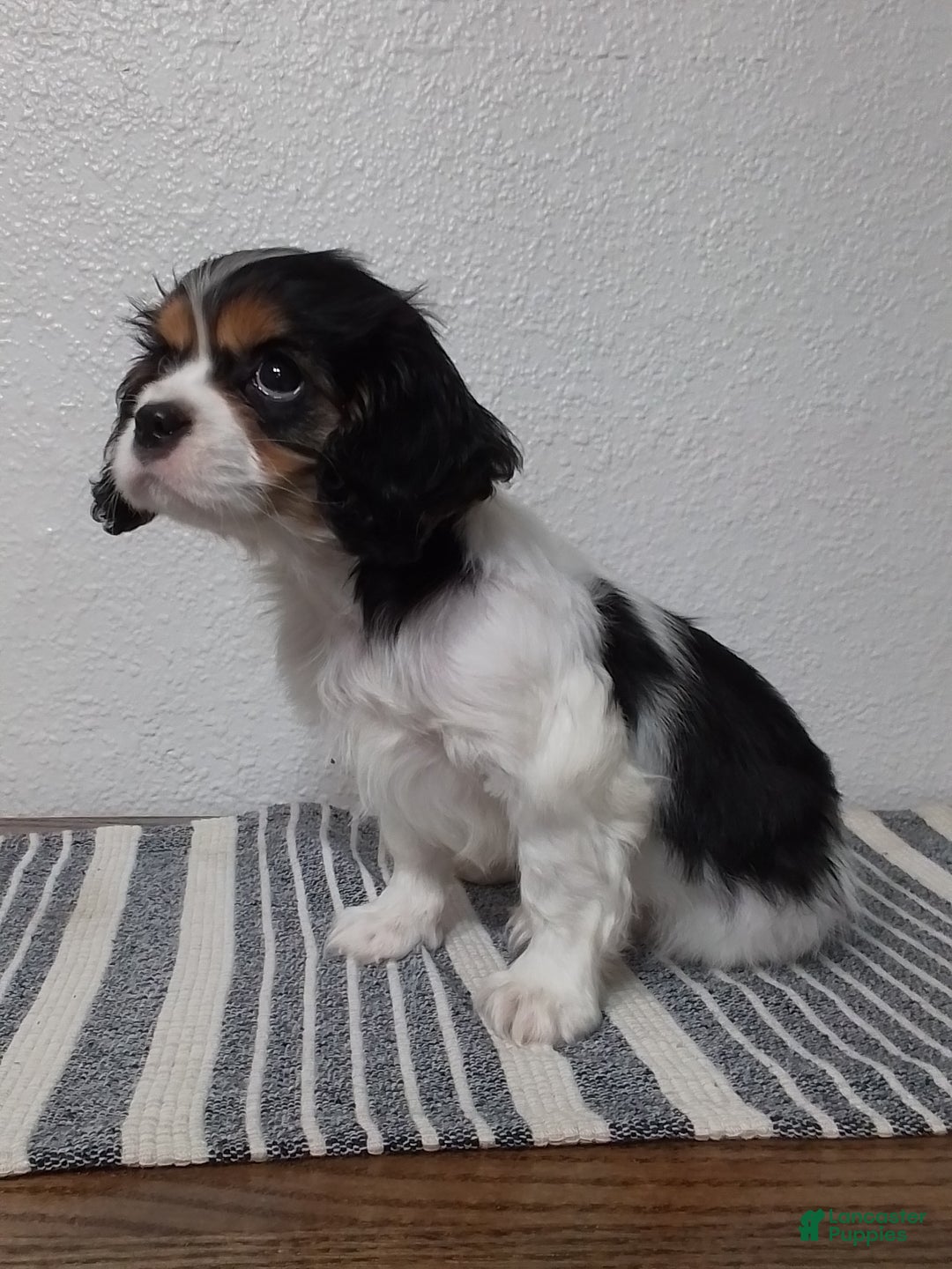 Cavalier King Charles Spaniel dogs for sale: Sam - Ad 2