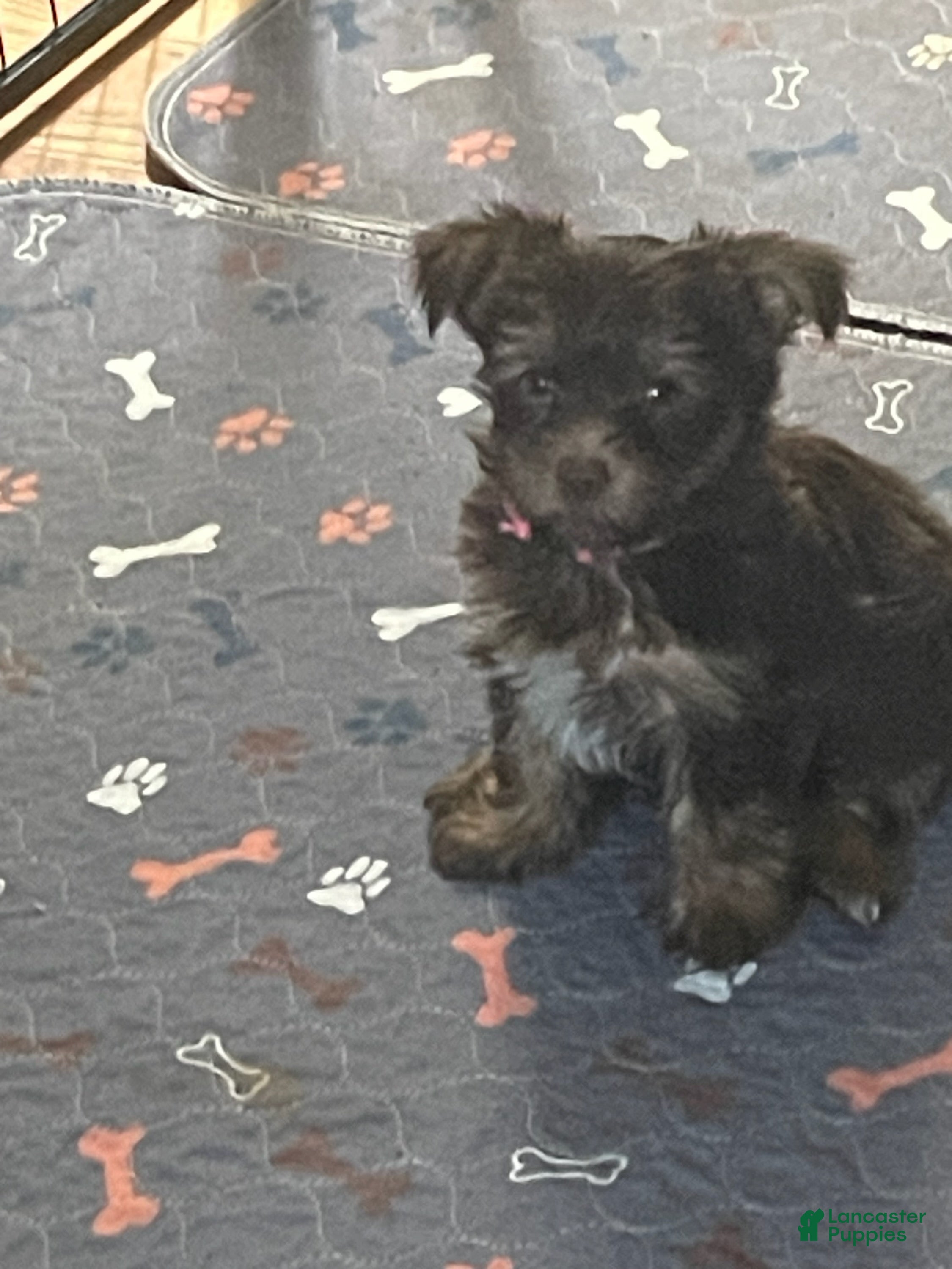 Yorkshire Terrier dogs Willo - Ad 1