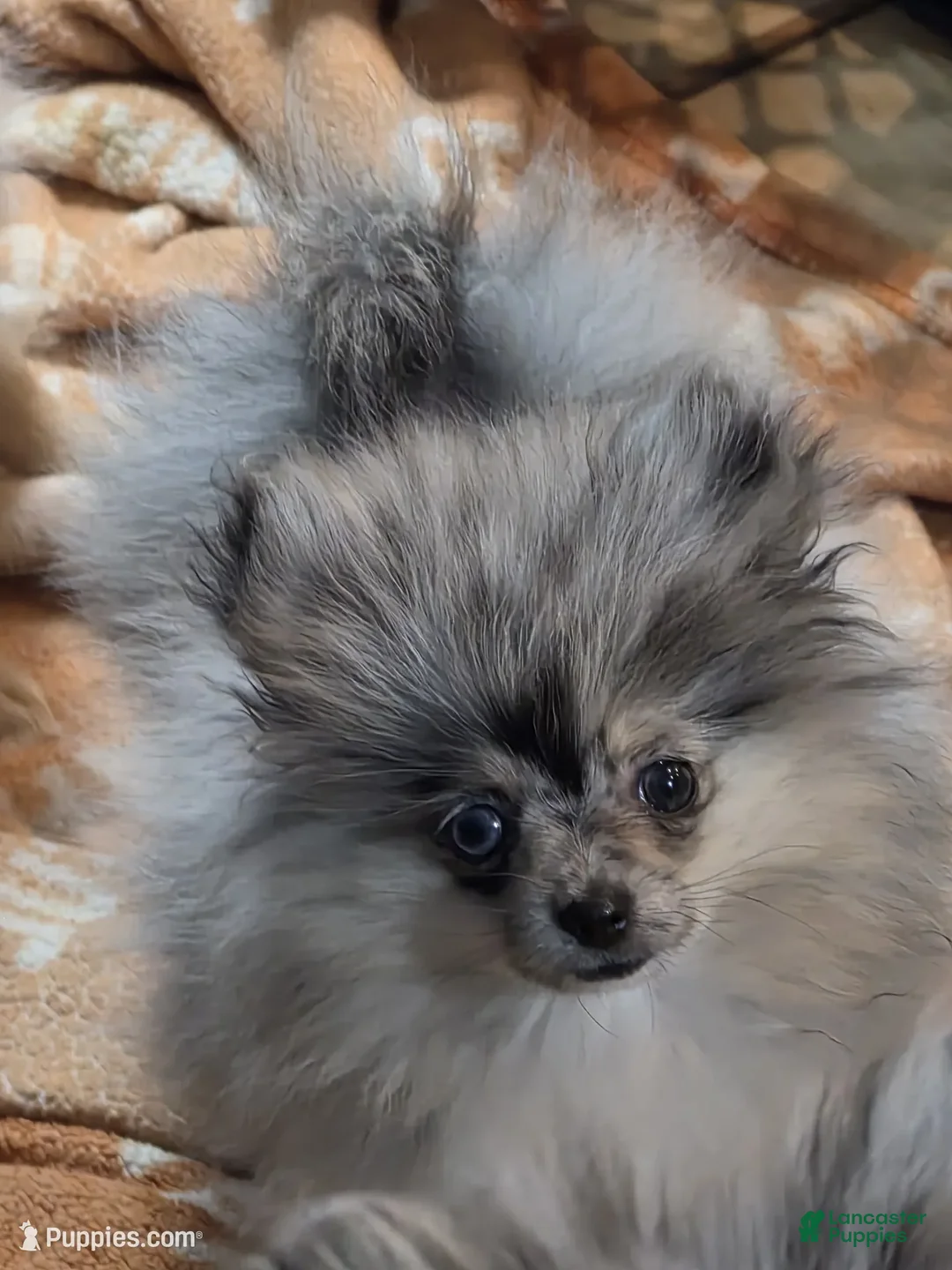 Pomeranian dogs for sale: Akc dolly  - Ad 2