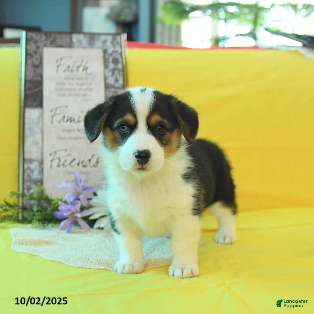 Welsh Corgi Pembroke dogs for sale: Natalie - Ad 7