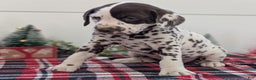 Dalmatian dogs for sale: Penny  - Ad 3