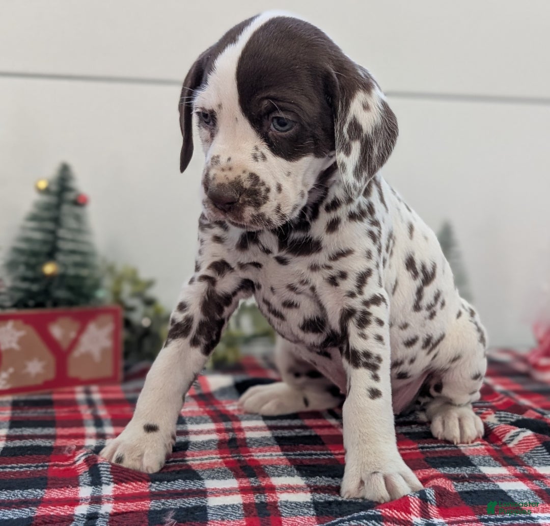 Dalmatian dogs for sale: Penny  - Ad 3