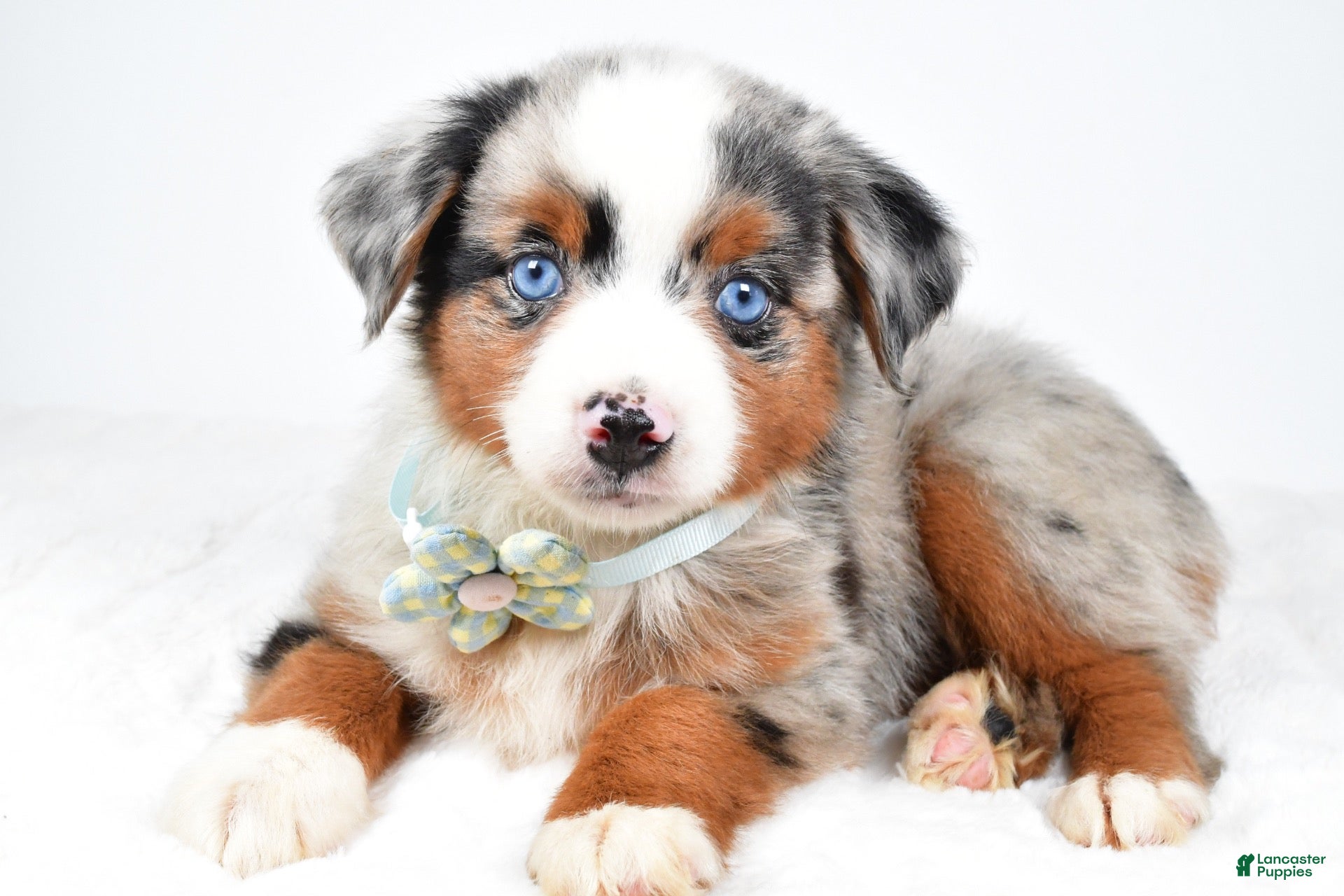 Miniature Australian Shepherd dogs Ami - Ad 2