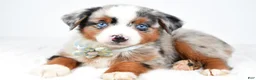 Miniature Australian Shepherd dogs for sale: Ami - Ad 2