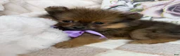 Pomeranian dogs for sale: CoCo - Ad 8