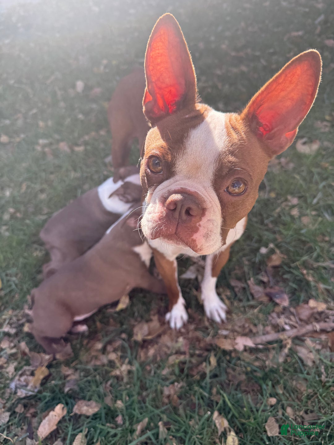 Boston Terrier dogs for sale: Boston Terrier Puppy 2 - Ad 8
