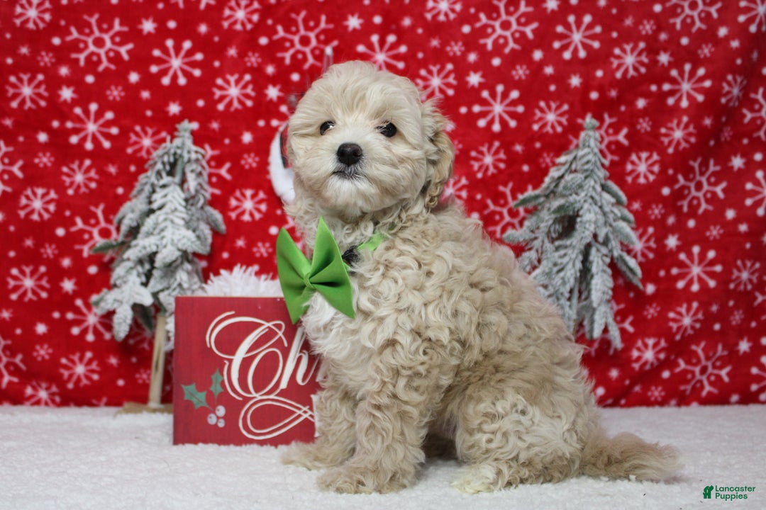 Havapoo dogs for sale: Waltz - Ad 4