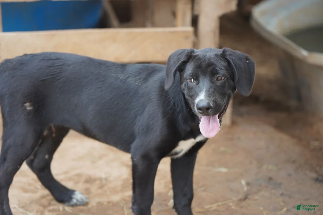 Mixed Breed dogs for sale: Squeeky Tiscar Farm Dog - Ad 2