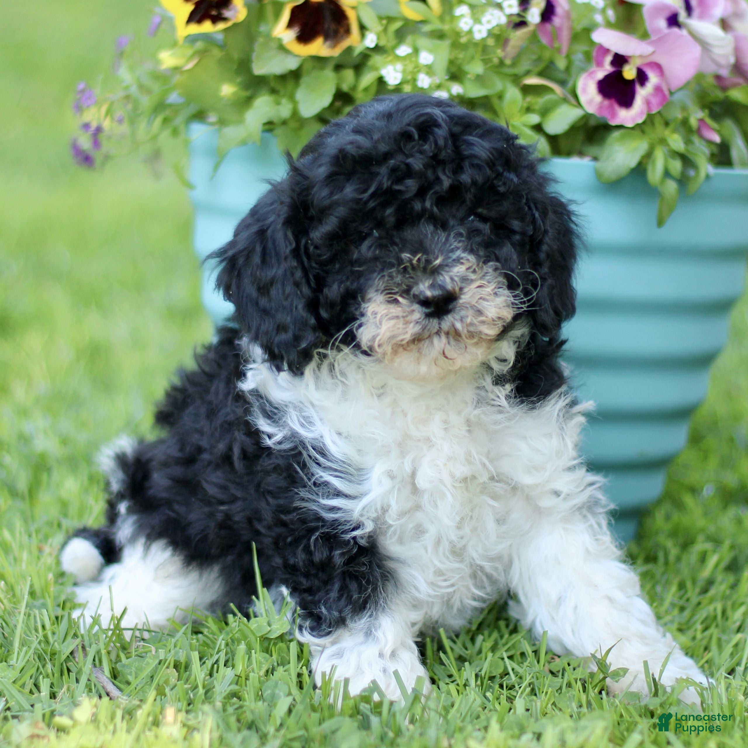 Cavapoo dogs for sale: Logan  - Ad 4