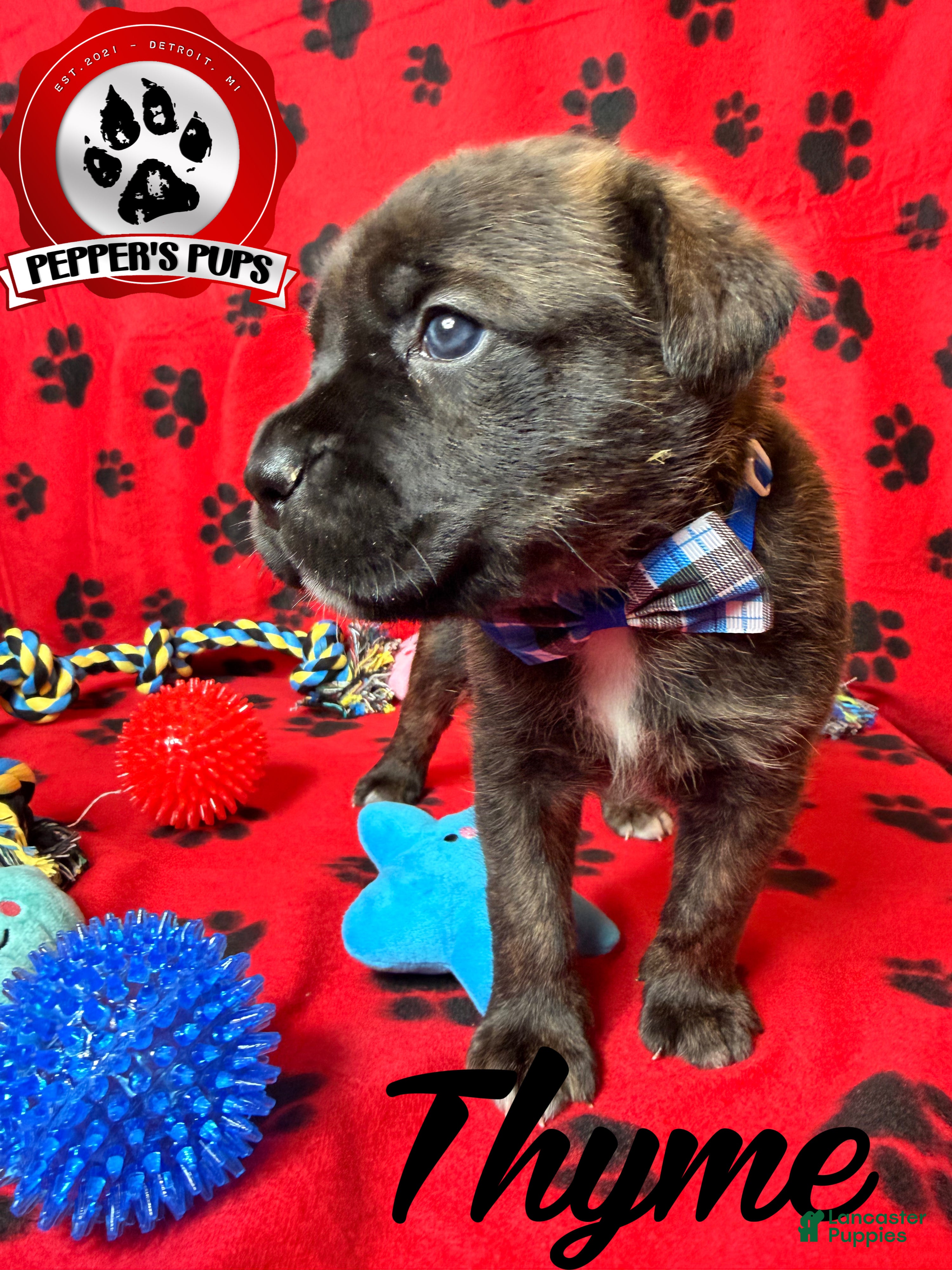 Cane Corso dogs Thyme - Ad 1