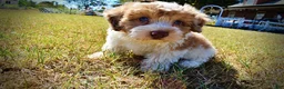 Havapoo dogs for sale: Nemo - Ad 6